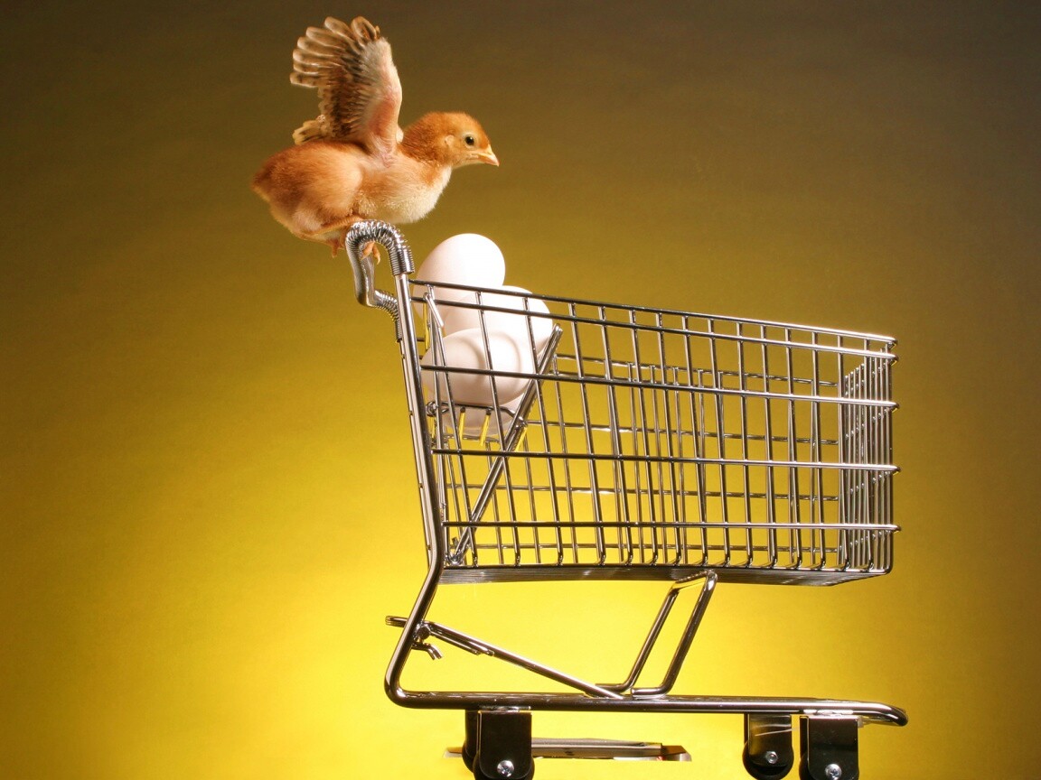 Цыплёнок покупает яйца обои