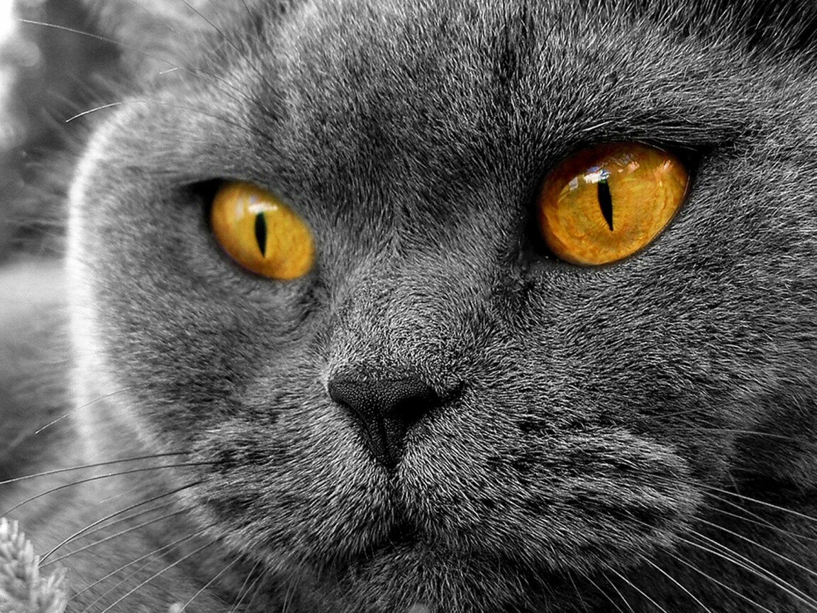 Кот с оранжевыми глазами обои