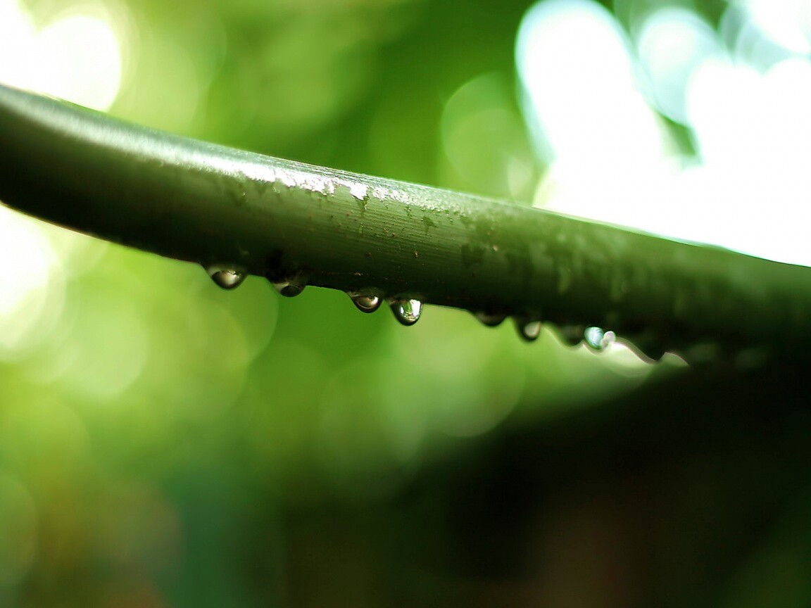 Капли на стебле обои