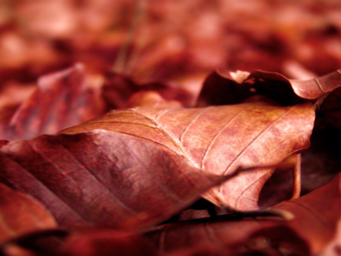 Мертвые листья обои
