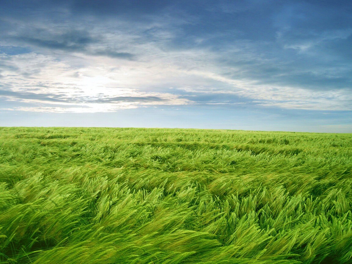 Море трав обои