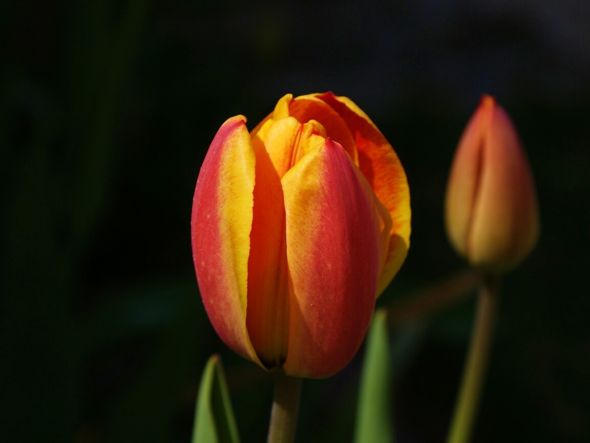 Распускающийся тюльпан обои