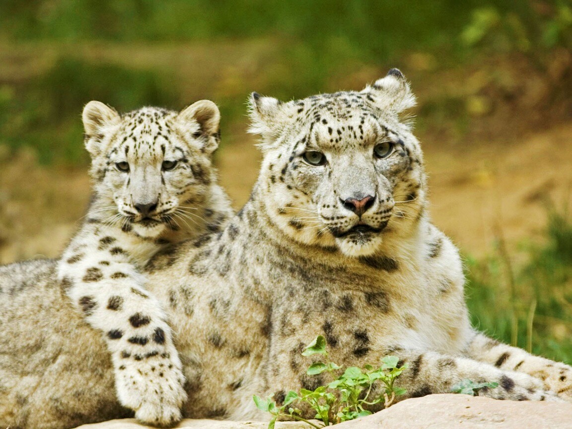 Самка снежного барса с котенком обои
