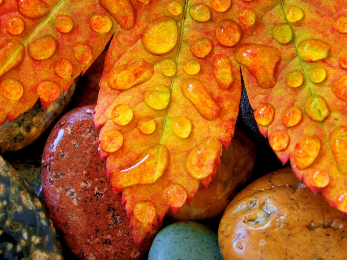 Мокрые листья на камнях обои