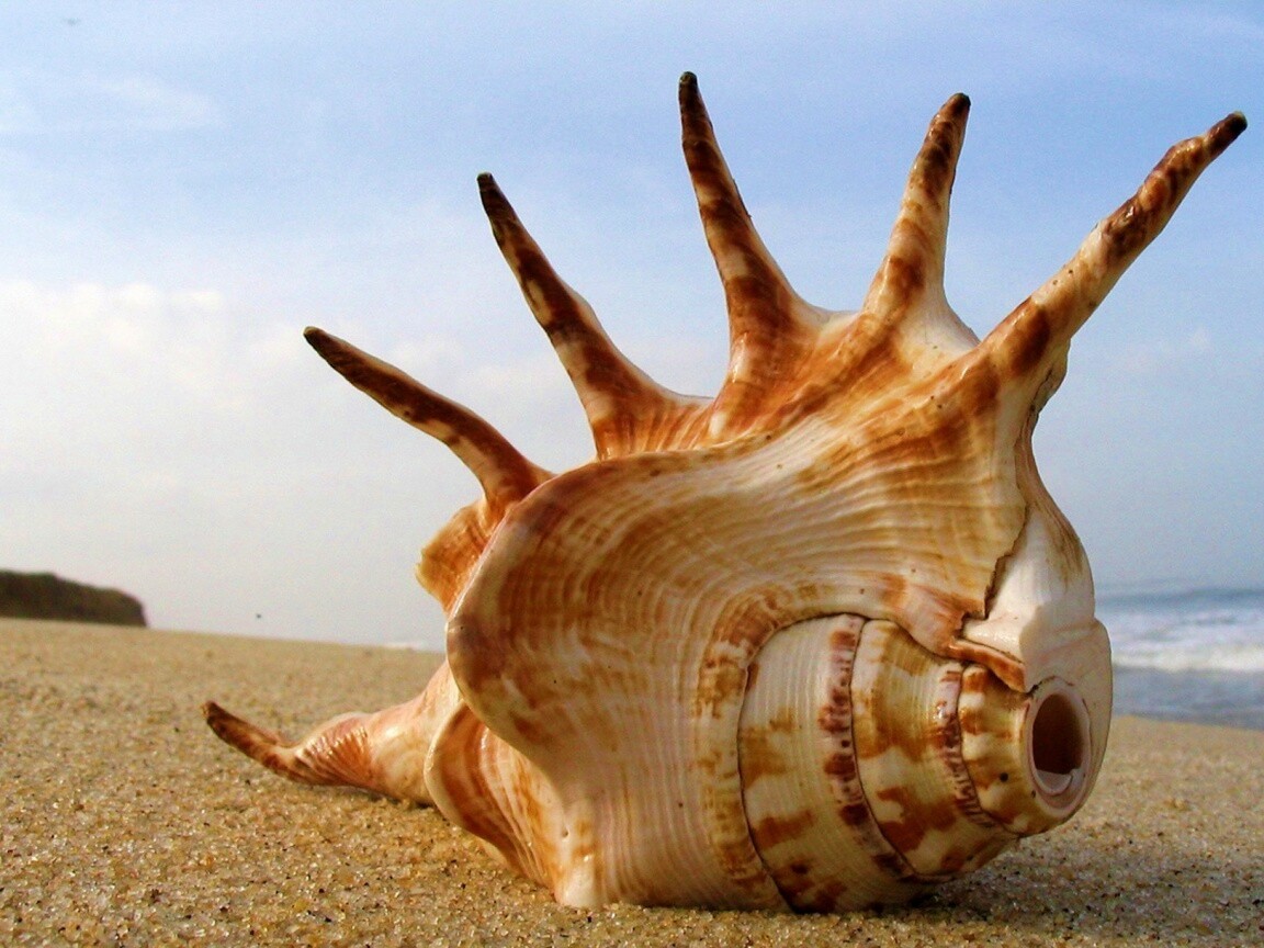 Раковина с гребнем обои