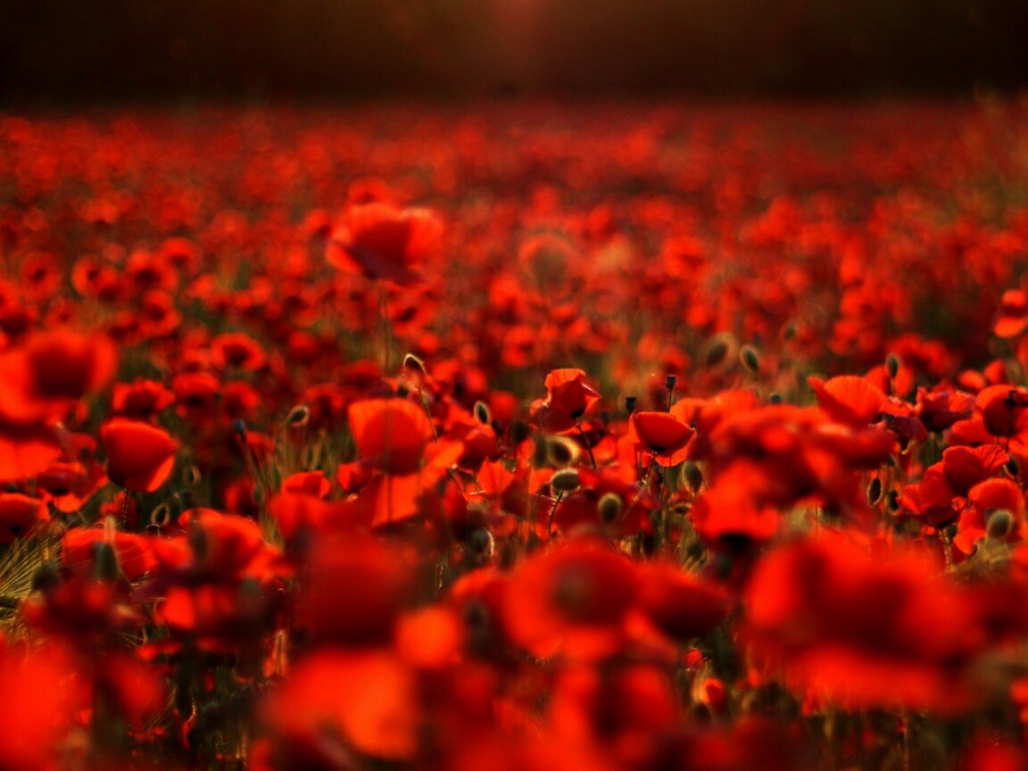 Маки в полях обои