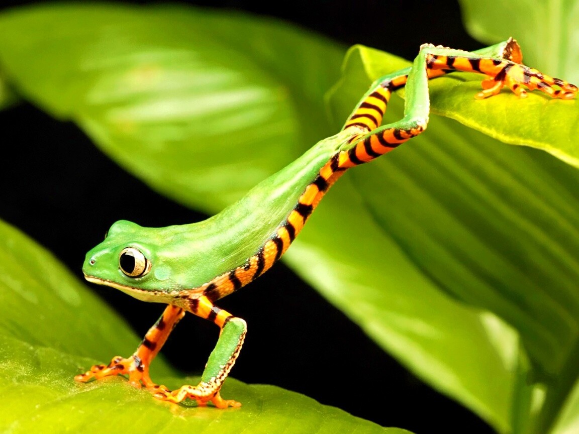 Лягушка переползает с листа на лист обои