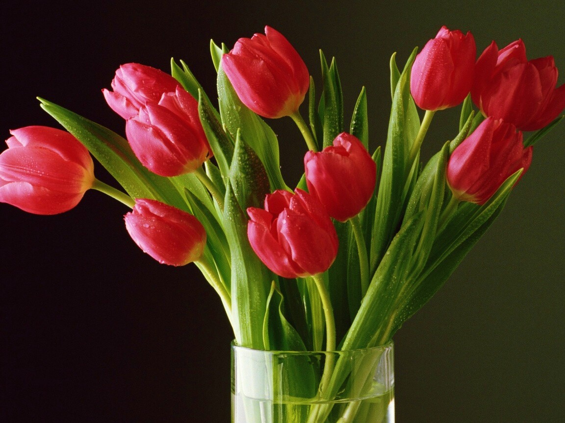 Букет тюльпанов обои