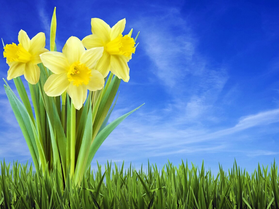 Букет цветов в траве обои