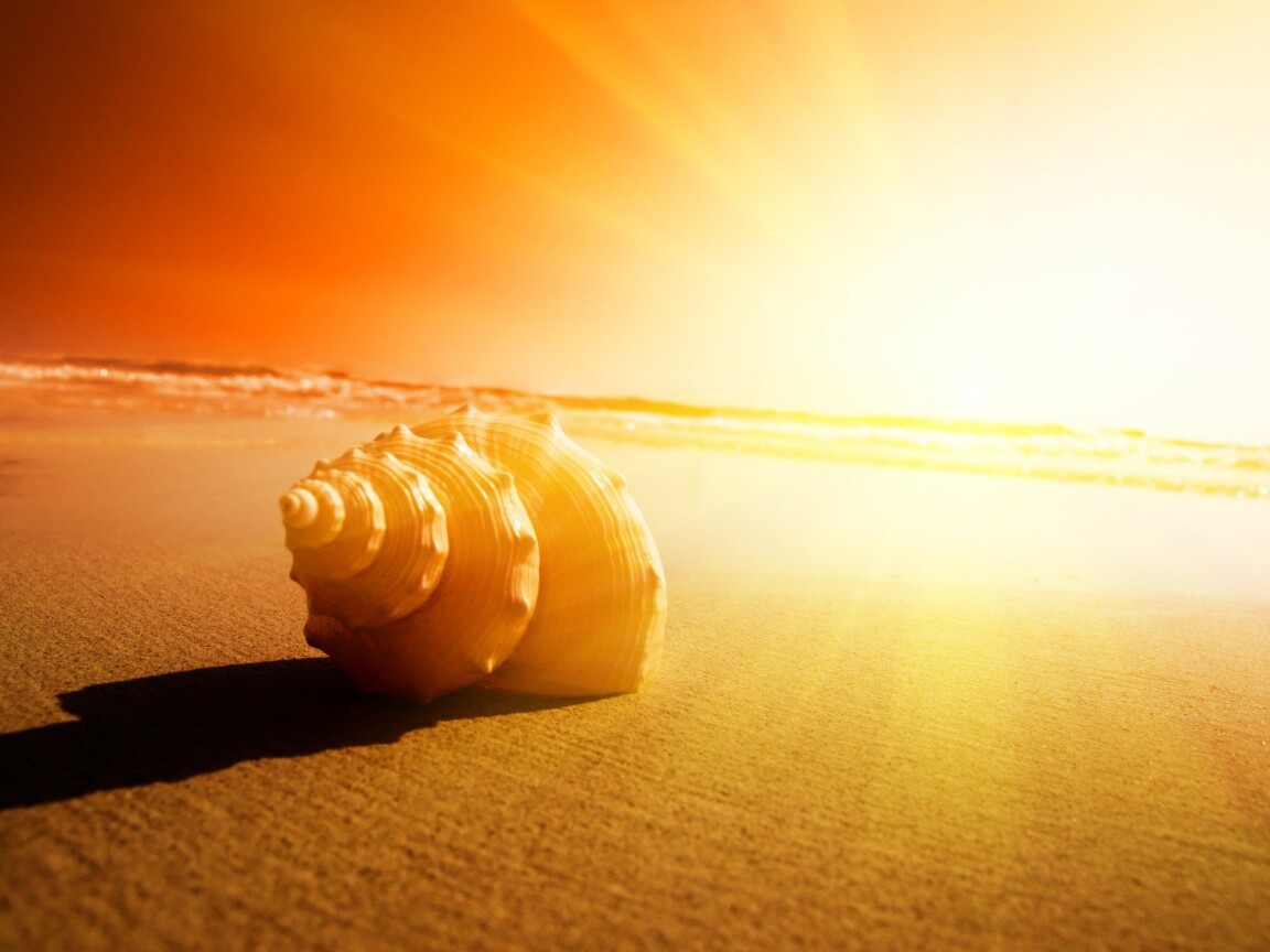 Золотистая ракушка обои