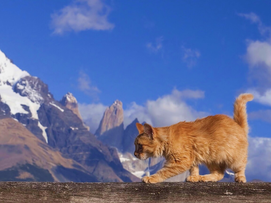 Рыжий котик в горах обои