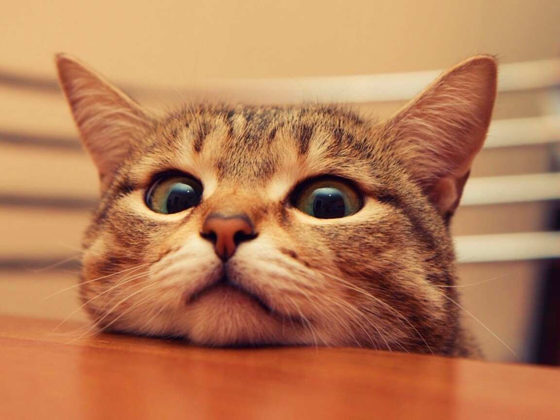 Любопытный котейка обои