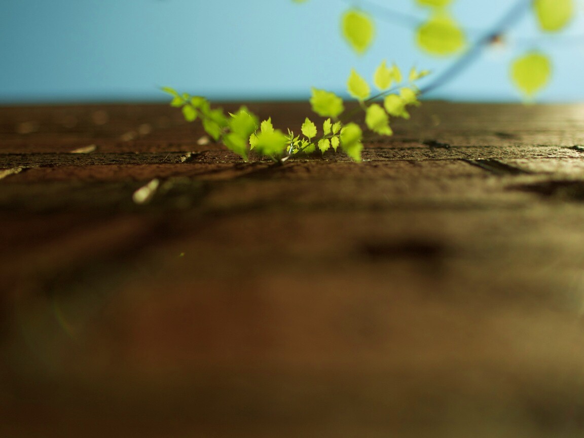 Зеленые ростки в стене обои