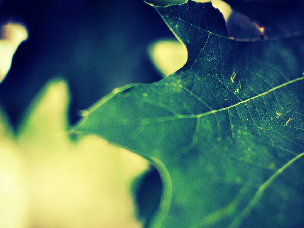 Темно-зеленый лист в макро обои