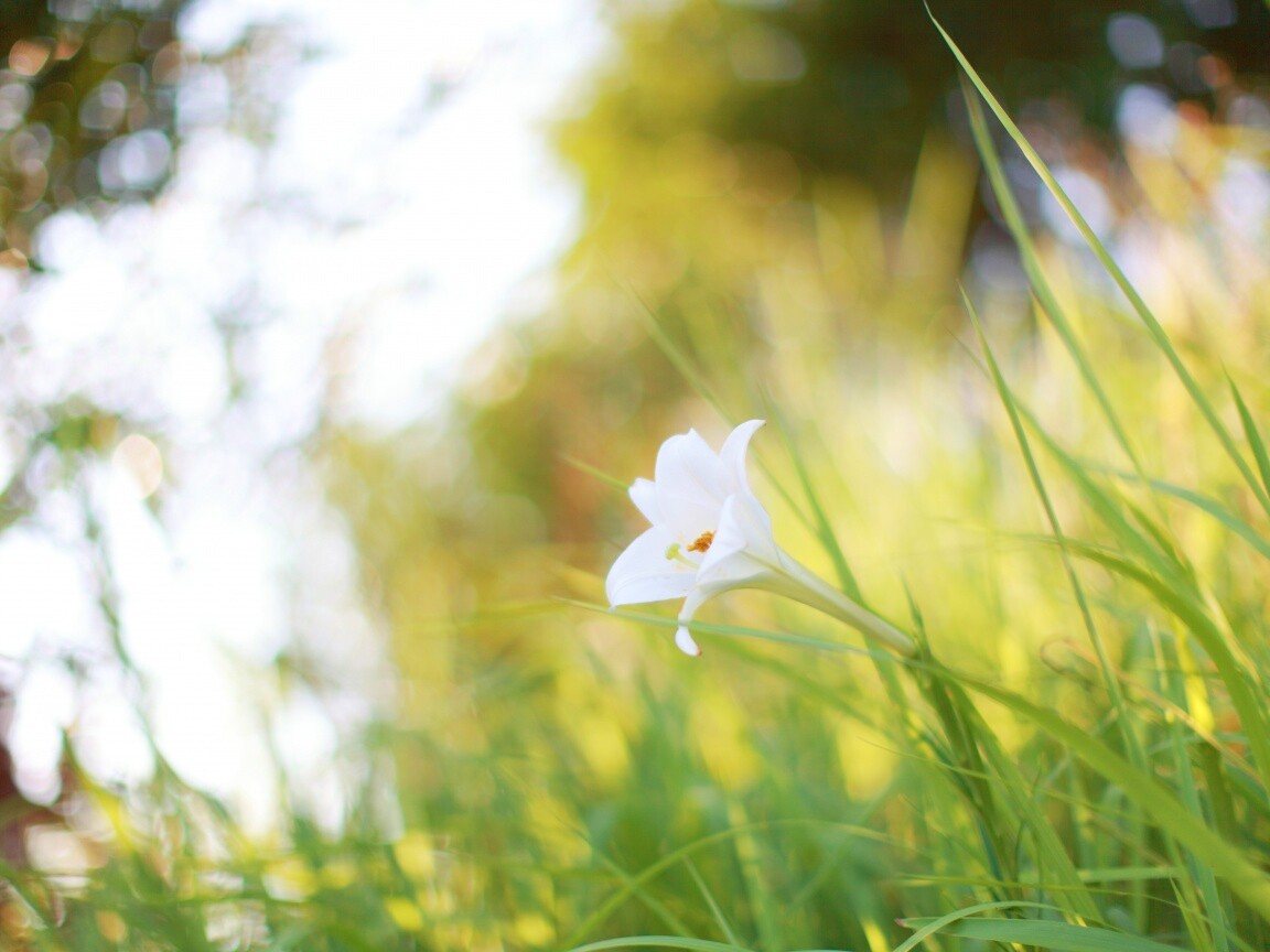 Цветок затерявшийся в траве обои