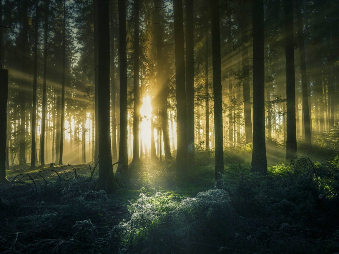 Свет пробивается сквозь стволы деревьев обои