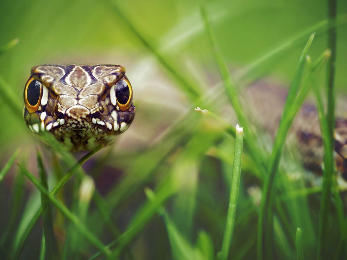 Змея в траве обои