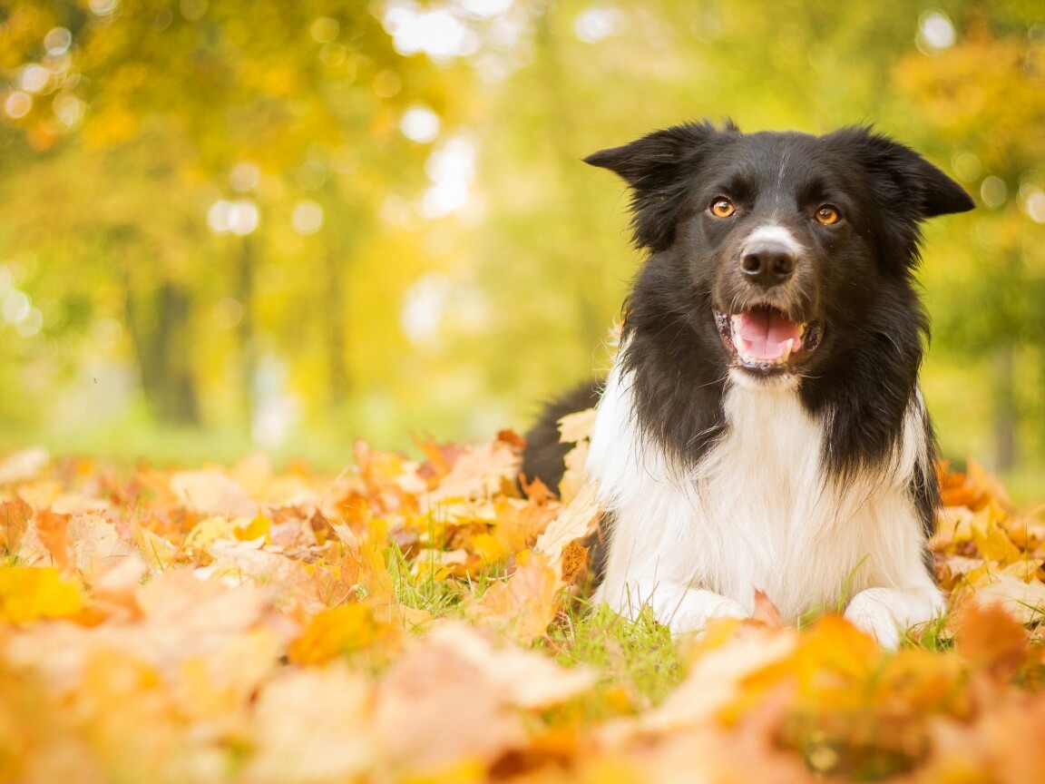 Пес среди листвы обои