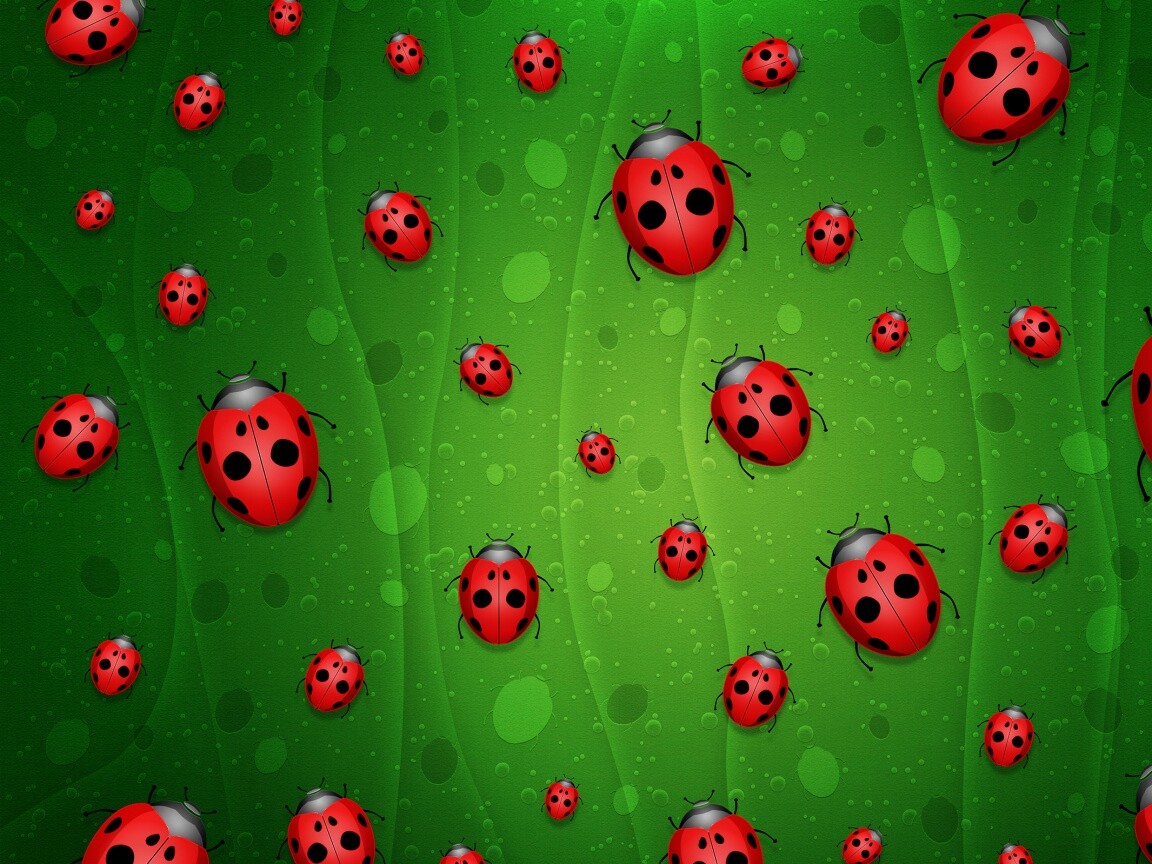 Божьи коровки обои