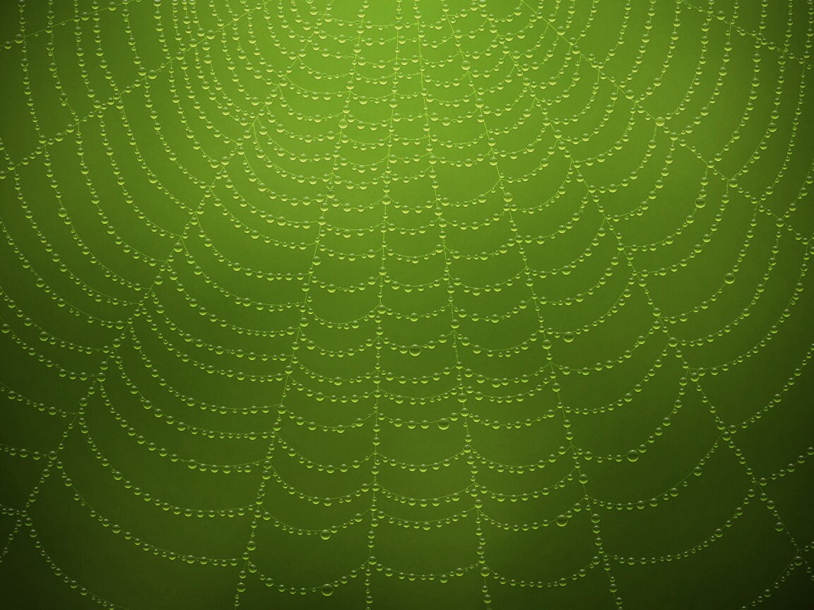 Роса на паутине обои