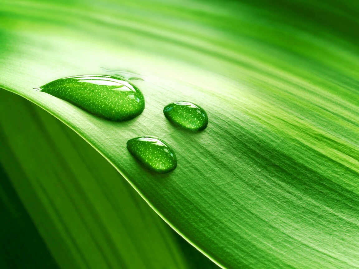 Капли на зеленом листе обои