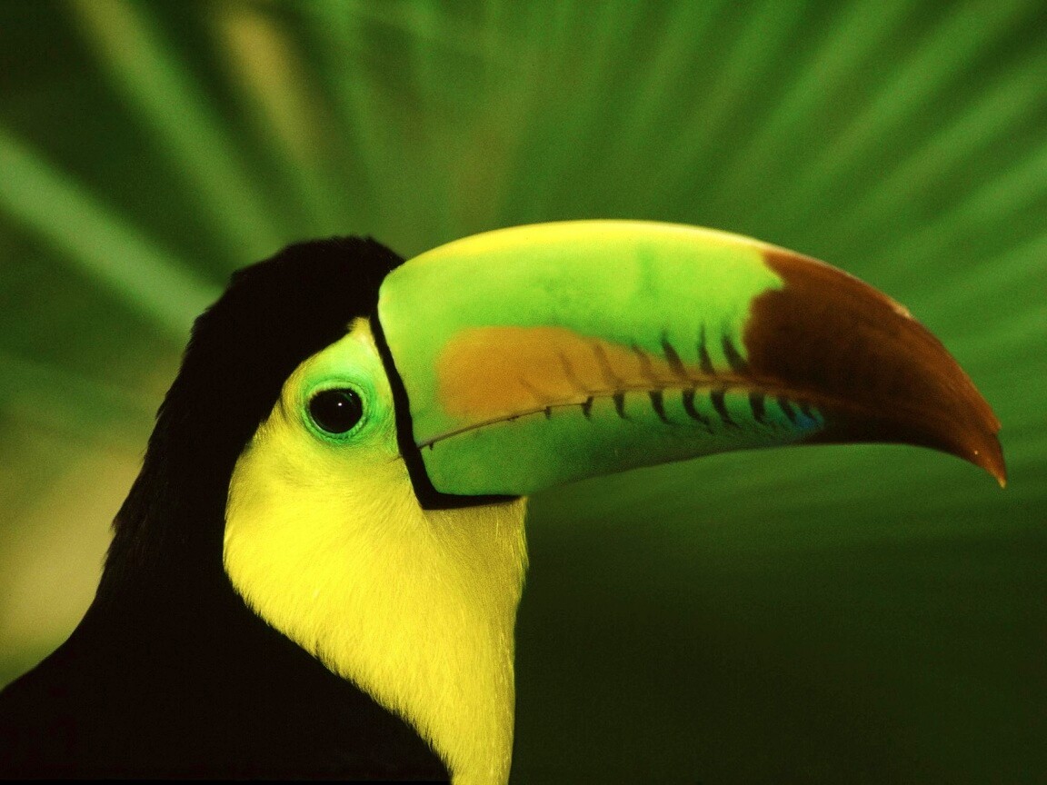 Грустный желтогрудый тукан обои