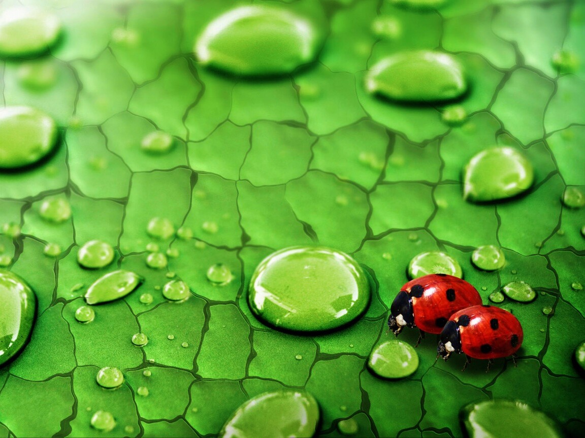 Божьи коровки обои