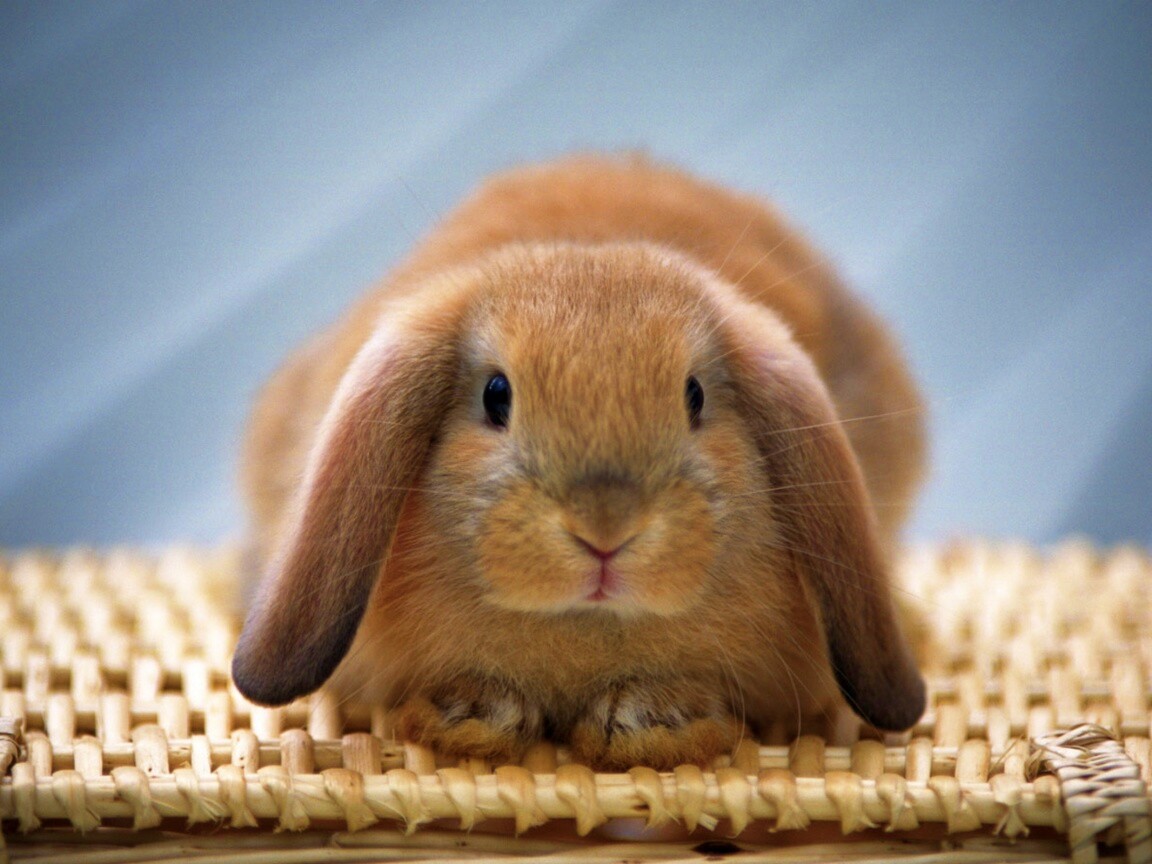Кроличек обои