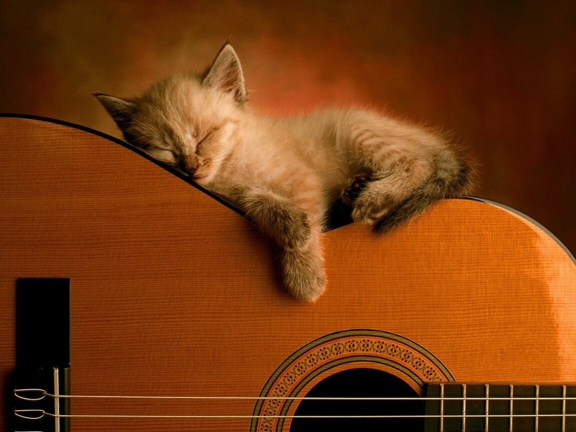 Котенок на гитаре обои