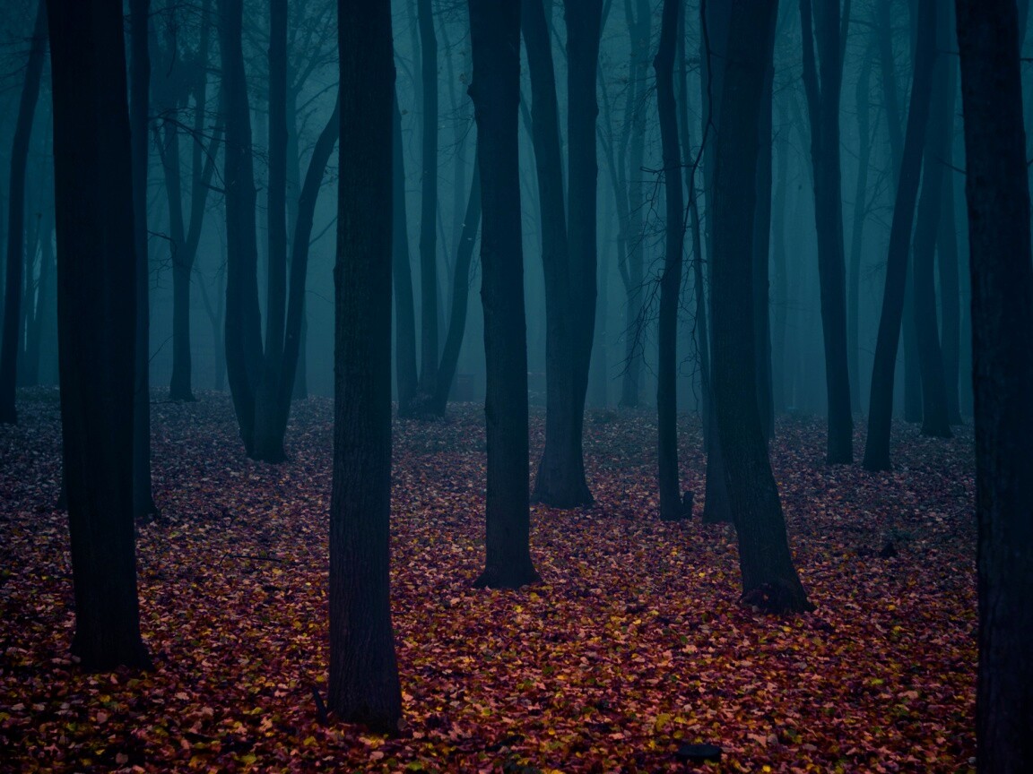 Таинственный лес обои