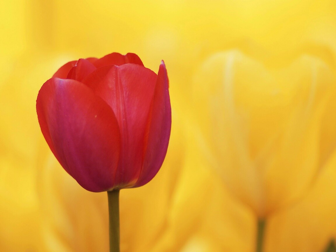 Красный тюльпан обои