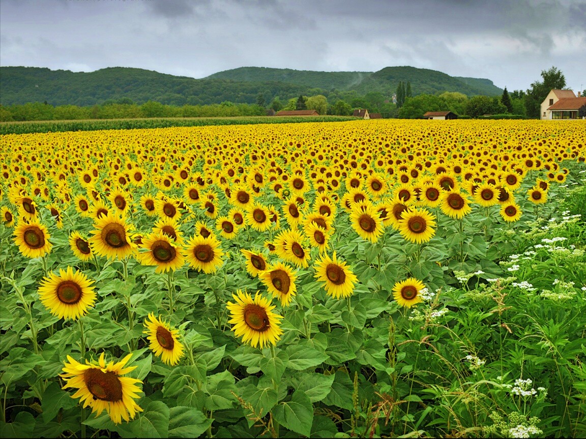 Живописное поле подсолнухов обои