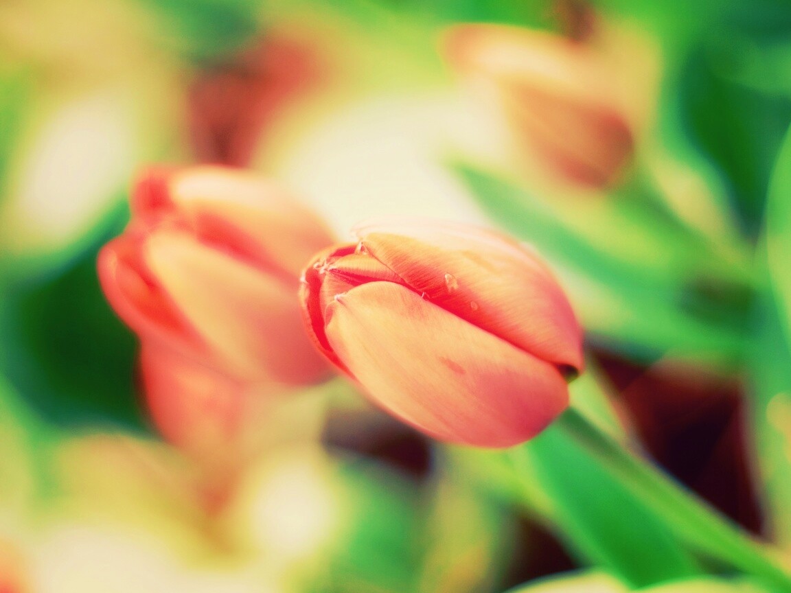 Красивый тюльпан обои