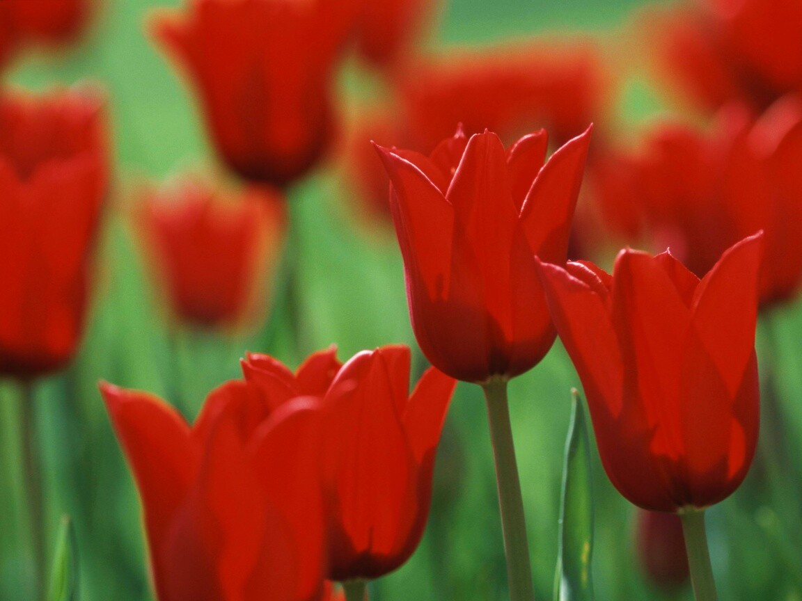 Красные цветы обои