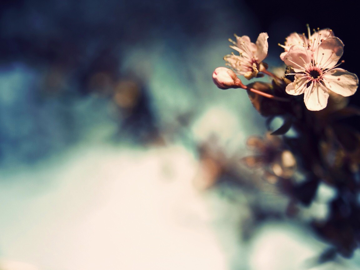 Цветок вишни обои