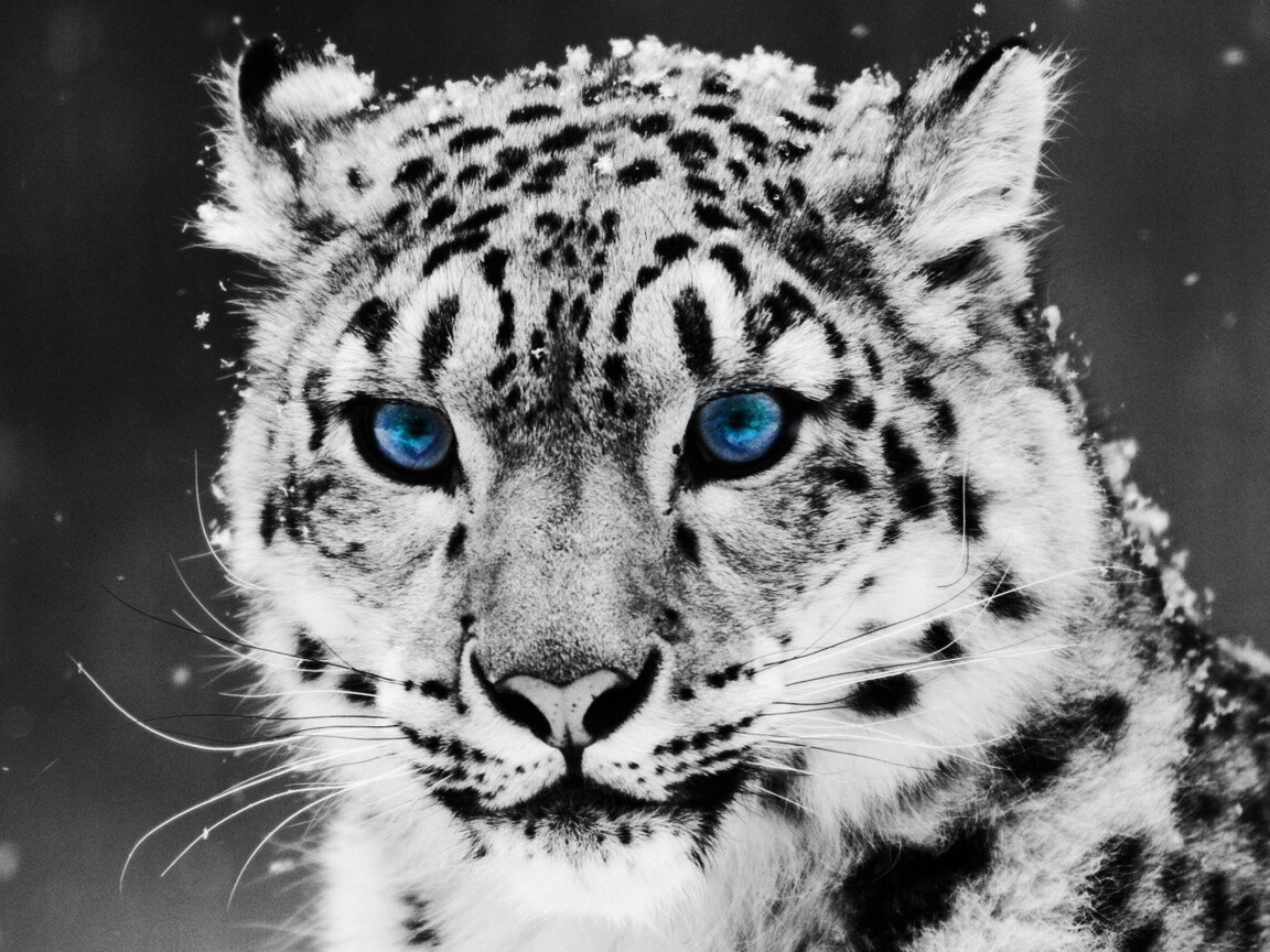 Снежный барс обои