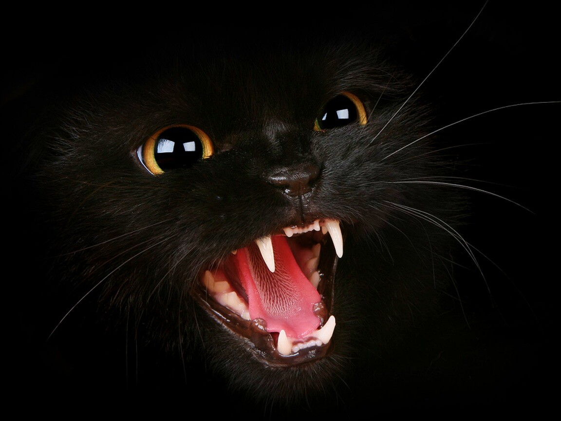 Злобный кошидзе обои