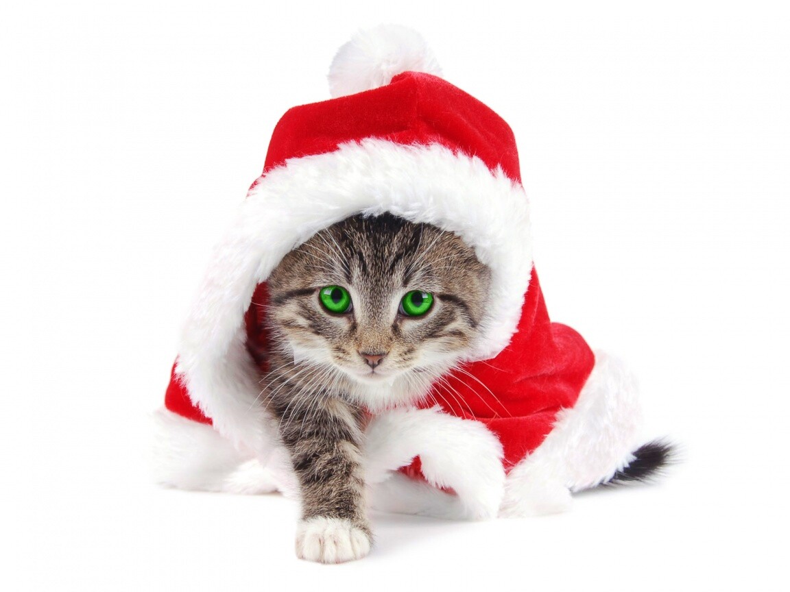 Новогодний кот обои