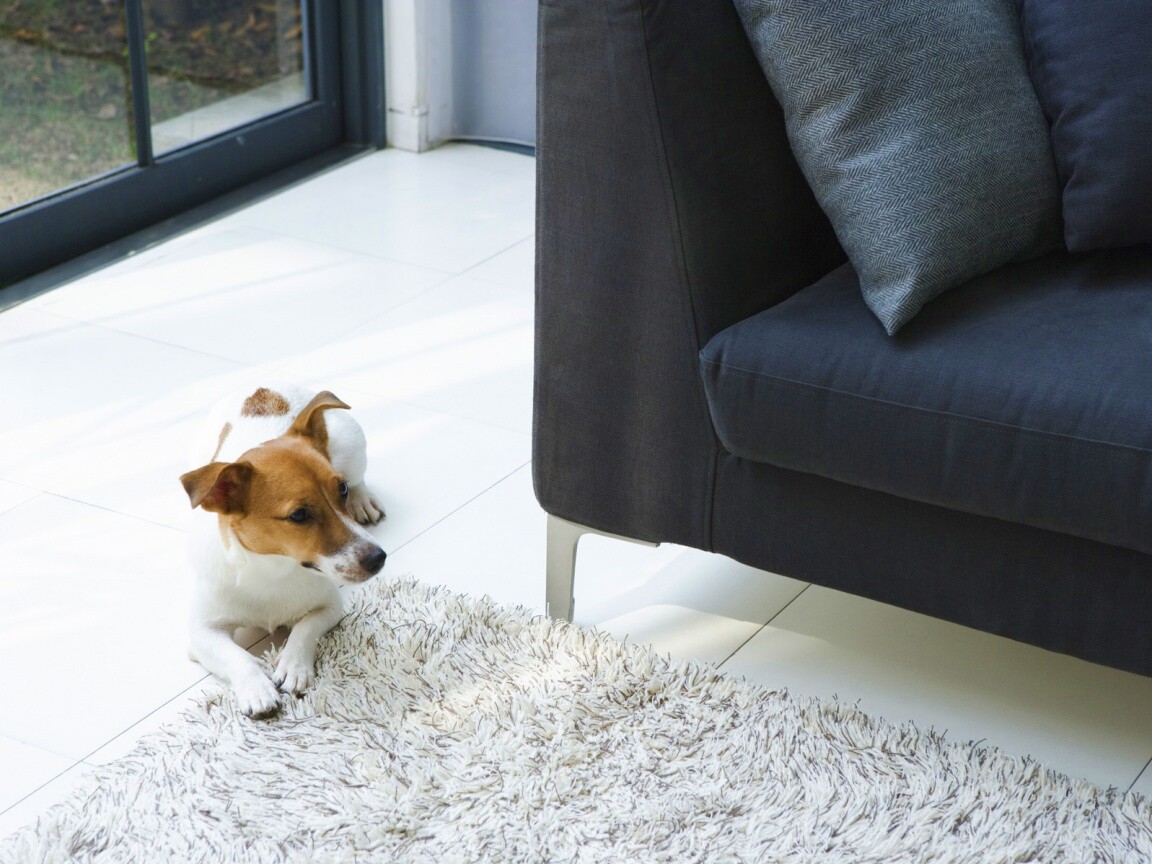 Собака обои