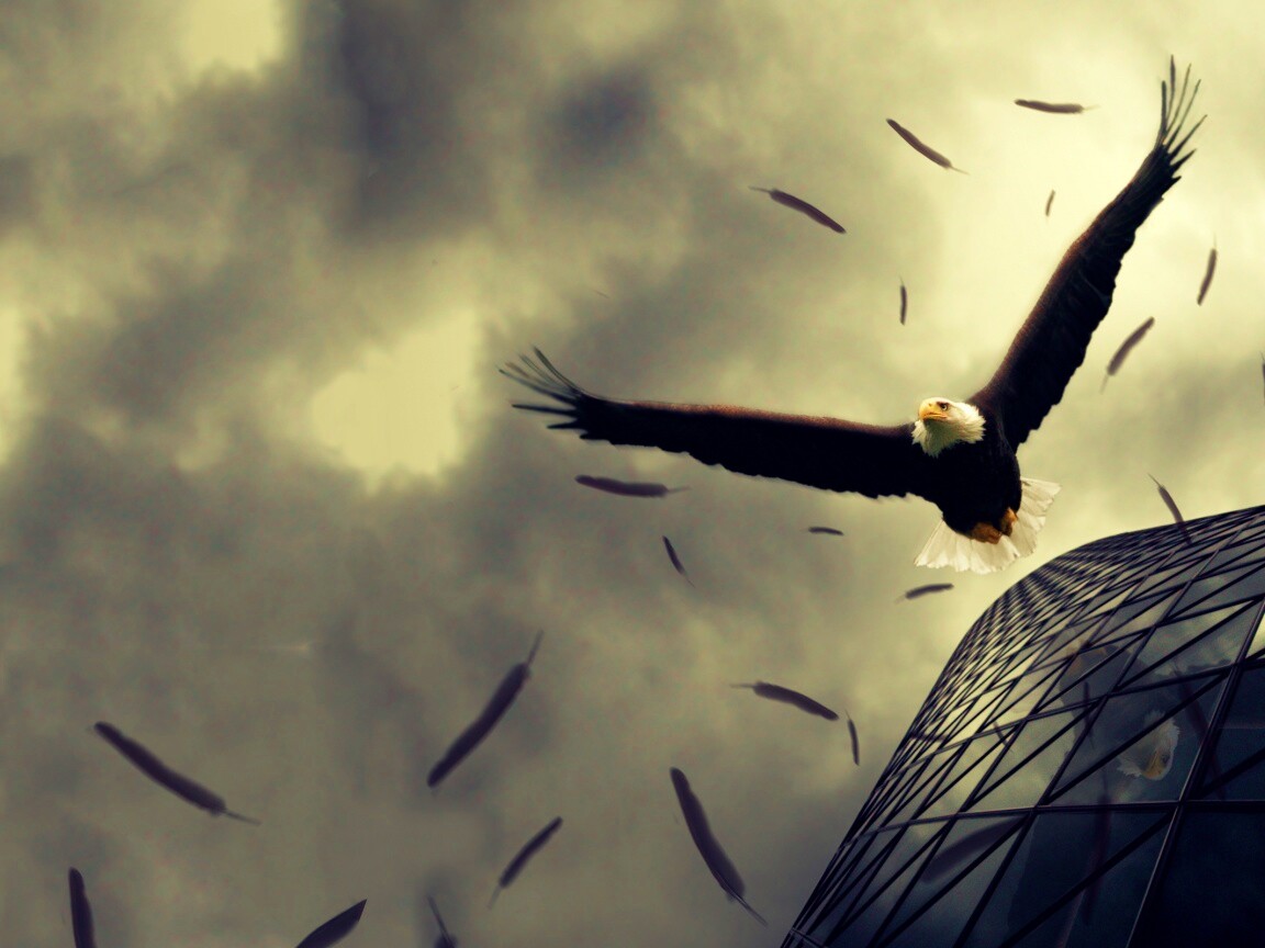Орлиный полет обои