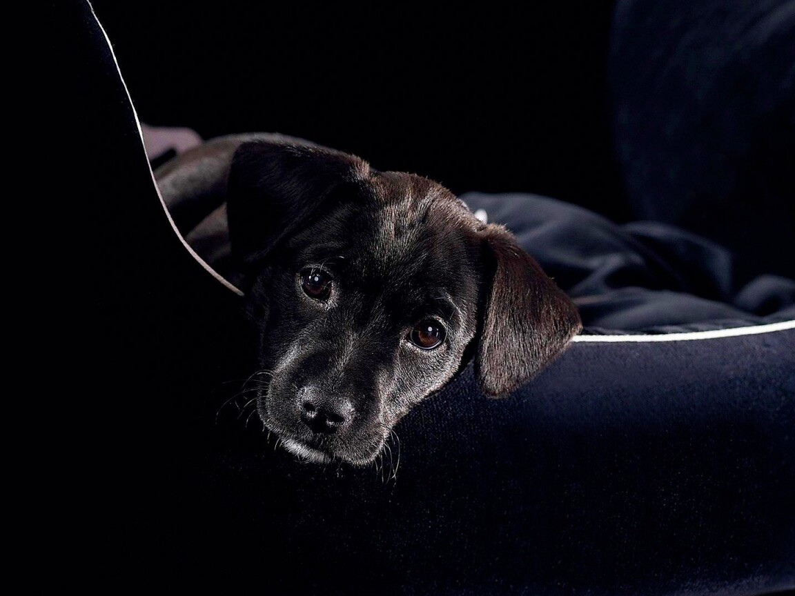 Собачка в сумке обои