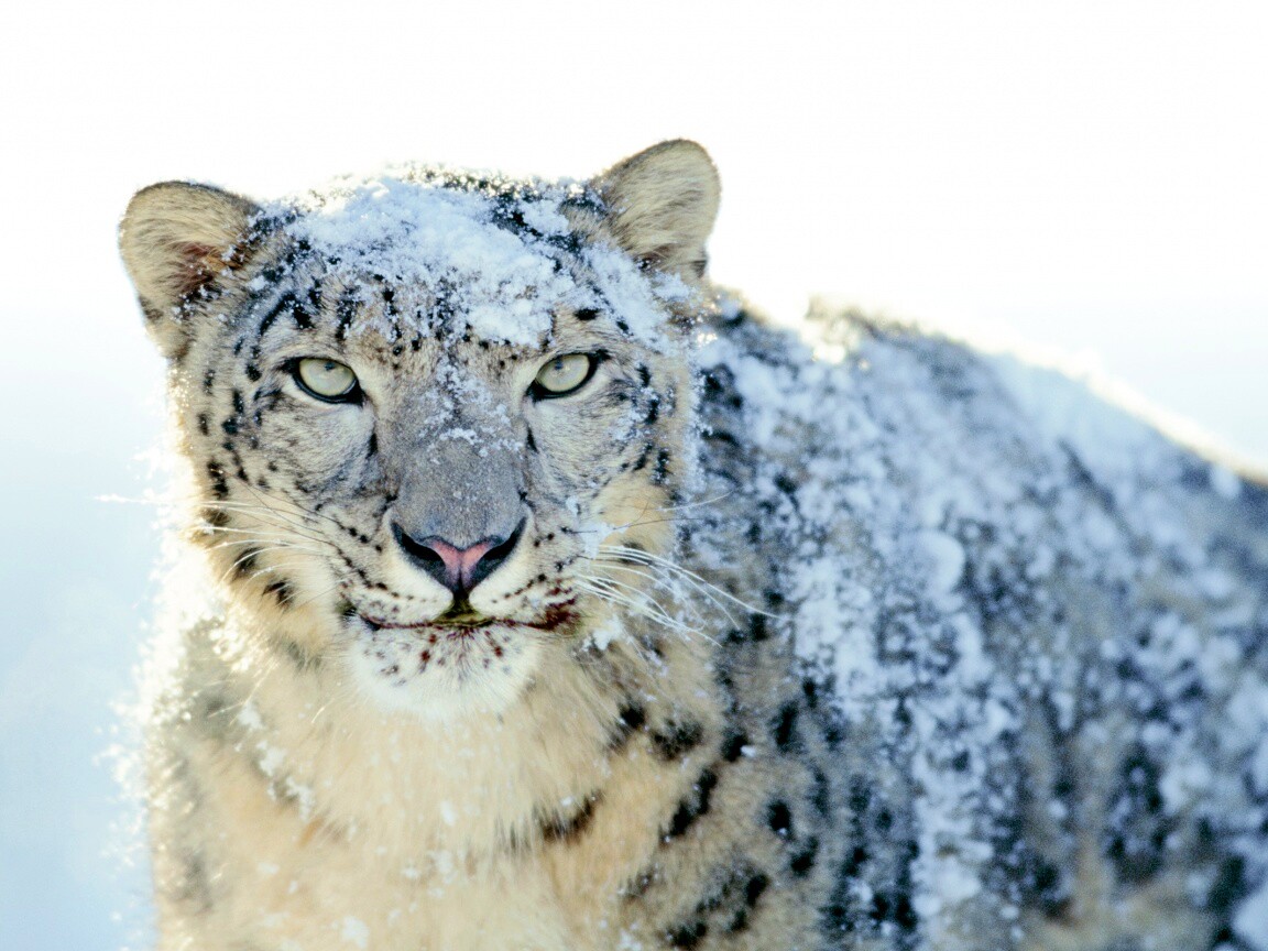 Снежный леопард обои
