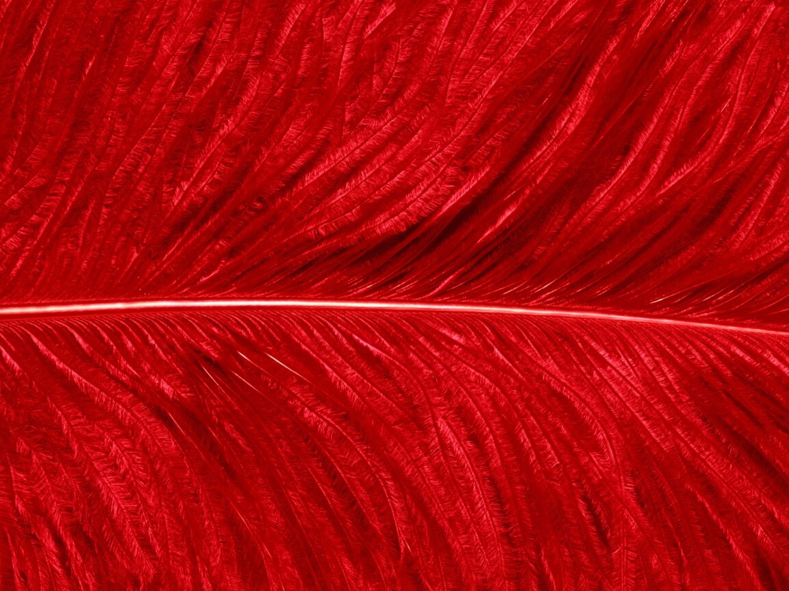 Перо попугая обои