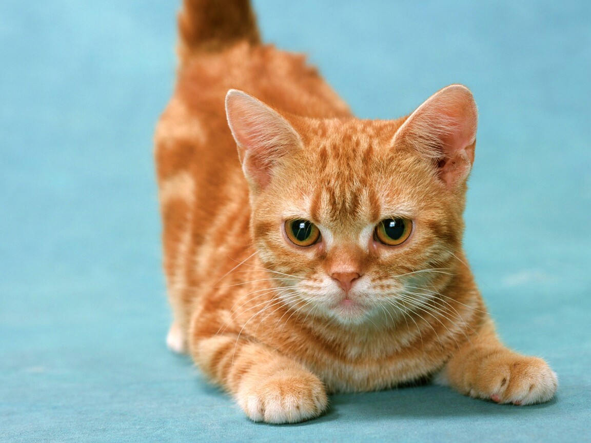 Котенок обои