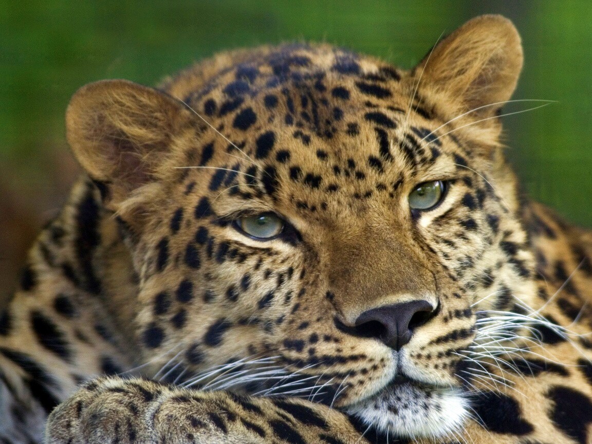 Злопасный ягуляр обои