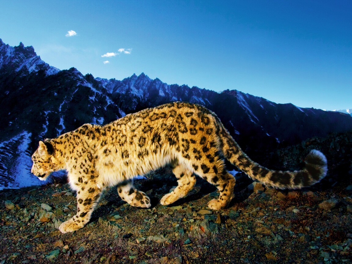 Леопард обои