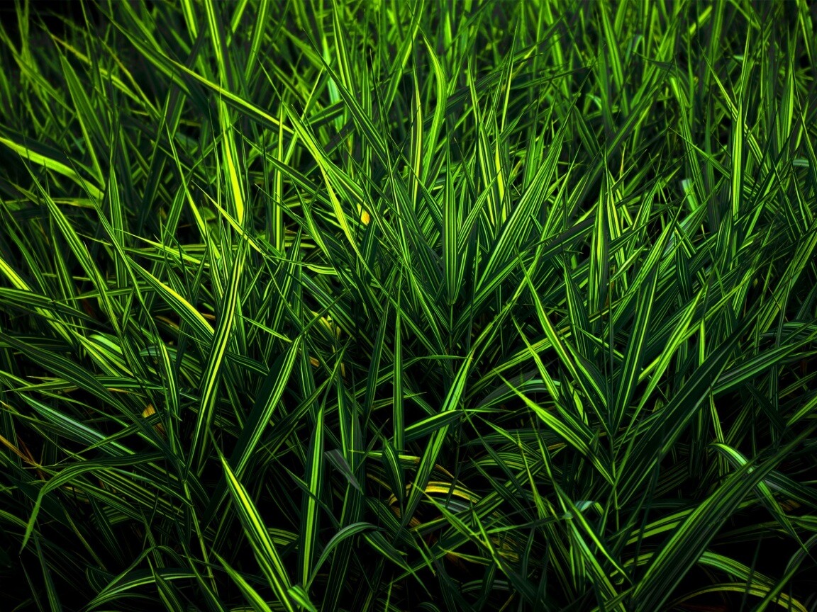 Дикая трава обои