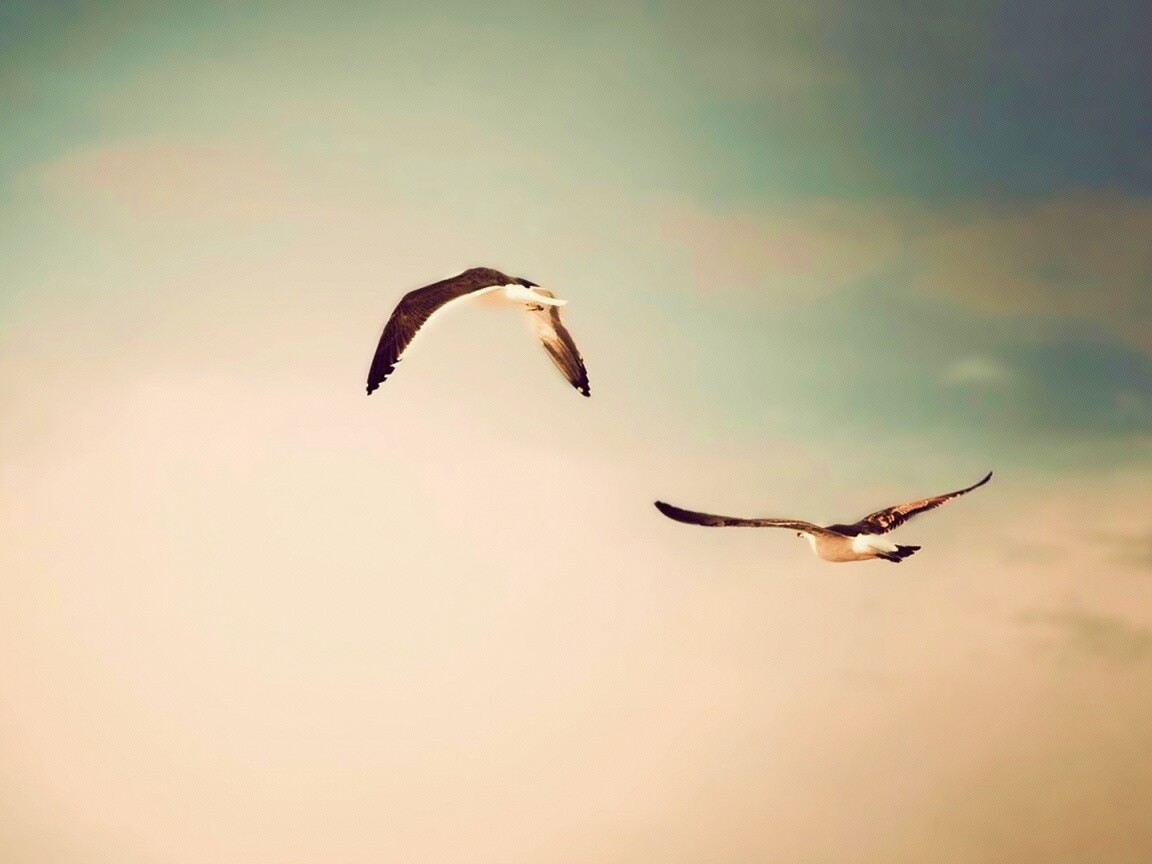 Чайки обои