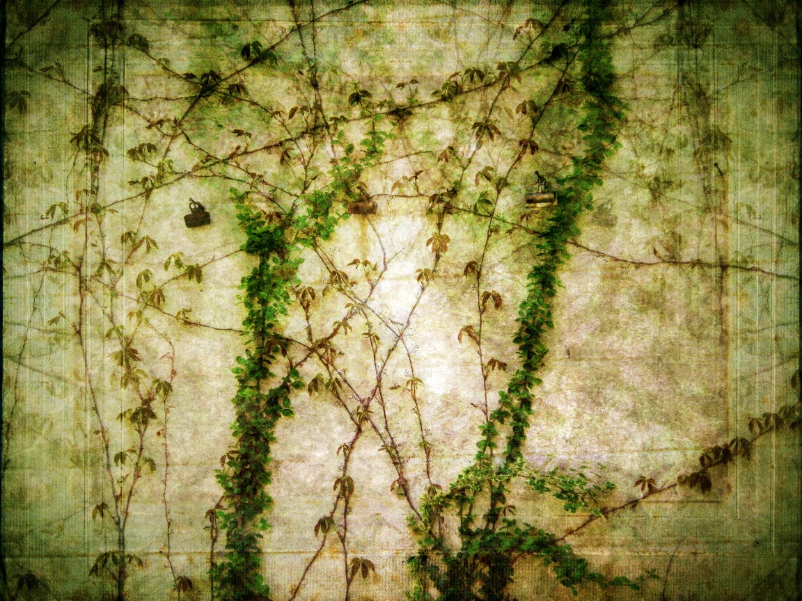 Растение на стене обои