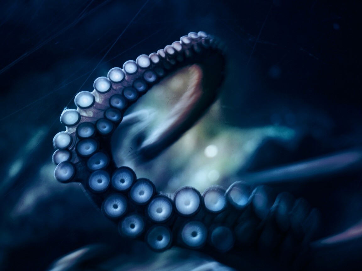 Щупальце обои